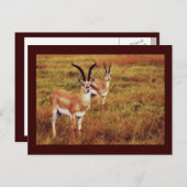 Thompsons Gazelle safari briefkaarten (Voorkant / Achterkant)