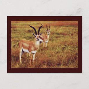 Thompsons Gazelle safari briefkaarten