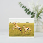 Thomson's Gazelle Briefkaart (Staand voorkant)