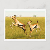 Thomson's Gazelle Briefkaart (Voorkant)
