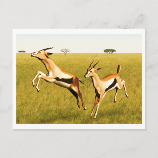 Thomson's Gazelle Briefkaart (Voorkant)