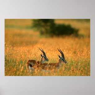Thomsons gazelle (Gazella thomsoni) bij zonsopgang Poster