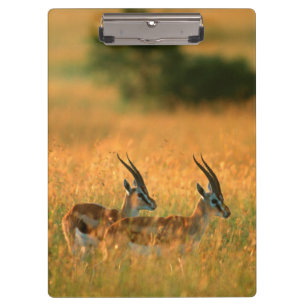 Thomsons gazelle (Gazella Thomsonii) bij dageraad Klembord