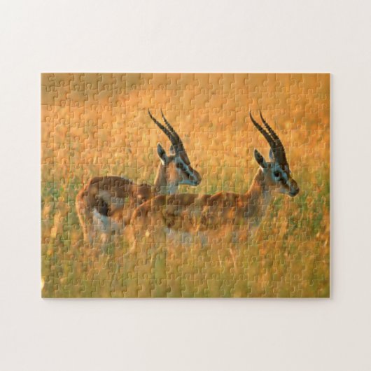 Thomson's Gazelle (Gazella Thomsonii) bij dageraad Legpuzzel (Horizontaal)