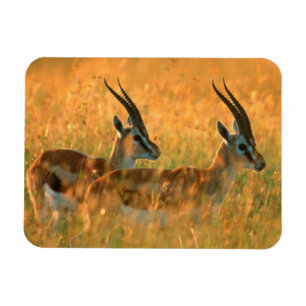 Thomson's Gazelle (Gazella Thomsonii) bij dageraad Magneet