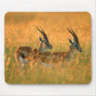 Thomson's Gazelle (Gazella Thomsonii) bij dageraad Muismat