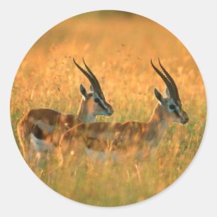Thomsons gazelle (Gazella Thomsonii) bij dageraad Ronde Sticker