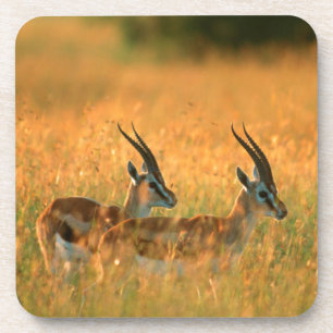 Thomson's Gazelle (Gazella Thomsonii) bij het aanb Drankjes Onderzetter