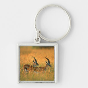 Thomson's Gazelle (Gazella Thomsonii) bij het aanb Sleutelhanger
