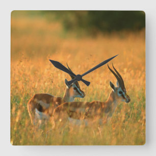 Thomson's Gazelle (Gazella Thomsonii) bij het aanb Vierkante Klok