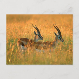 Thomsons gazelle (Gazella Thomsonii) bij het ochte Briefkaart