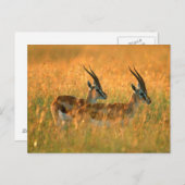 Thomson's Gazelle (Gazella Thomsonii) Briefkaart (Voorkant / Achterkant)