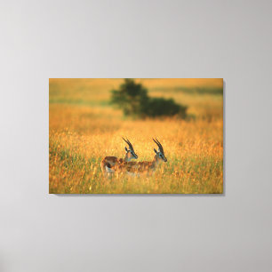 Thomson's Gazelle (Gazella Thomsonii) Canvas Afdruk