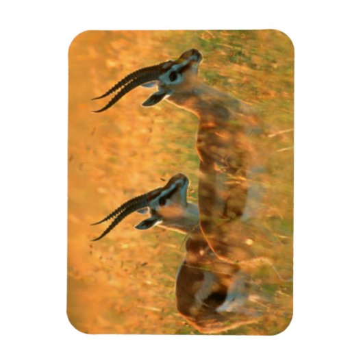 Thomson's Gazelle (Gazella Thomsonii) Magneet (Verticaal)