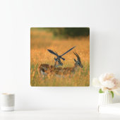 Thomson's Gazelle (Gazella Thomsonii) Vierkante Klok (Huis)