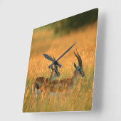 Thomson's Gazelle (Gazella Thomsonii) Vierkante Klok (Hoek)