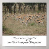 Thomson's Gazelle op de Serengeti, Ta... Poster (Voorkant)
