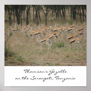 Thomson's Gazelle op de Serengeti, Ta... Poster