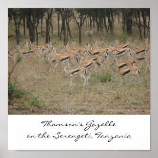 Thomson's Gazelle op de Serengeti, Ta... Poster
