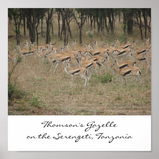 Thomson's Gazelle op de Serengeti, Ta... Poster (Voorkant)