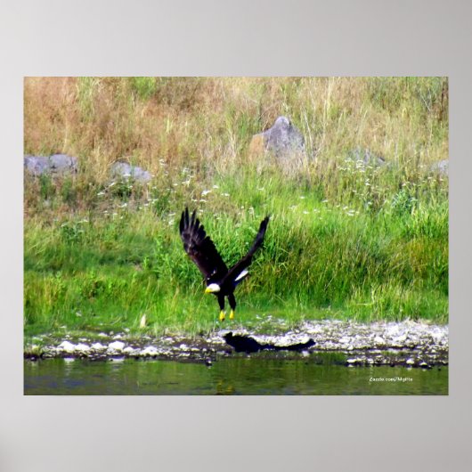 Thoping Eagle Poster (Voorkant)