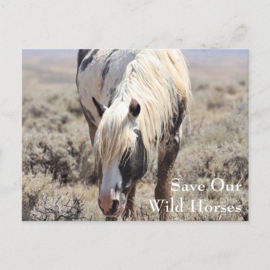 Thor McCullough Peaks Briefkaart (Voorkant)