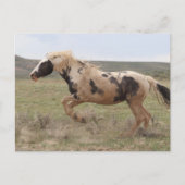 Thor McCullough Peaks Briefkaart (Voorkant)