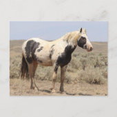 Thor McCullough Peaks Wild Horse Briefkaart (Voorkant)