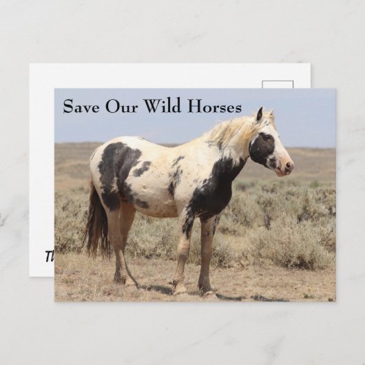 Thor McCullough Peaks Wild Horse Briefkaart (Voorkant / Achterkant)