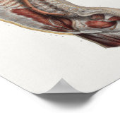 Thoracic Cavity Aorta Spine  Anatomie Print (Hoek)