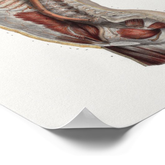 Thoracic Cavity Aorta Spine Anatomie Print (Hoek)