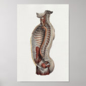 Thoracic Cavity Aorta Spine Anatomie Print (Voorkant)