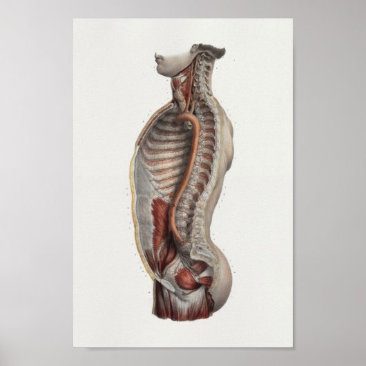 Thoracic Cavity Aorta Spine  Anatomie Print (Voorkant)