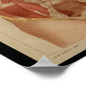 Thoracic Cavity  Human Anatomy Print (Hoek)