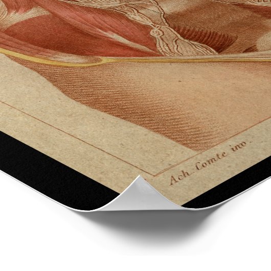 Thoracic Cavity  Human Anatomy Print (Hoek)