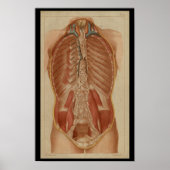 Thoracic Cavity  Human Anatomy Print (Voorkant)