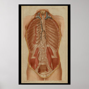 Thoracic Cavity  Human Anatomy Print