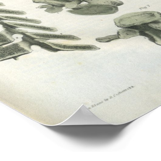 Thoracic en Lumbar Vertebrae Chiropractic Poster (Hoek)