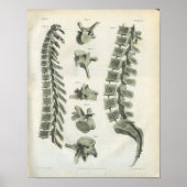 Thoracic en Lumbar Vertebrae Chiropractic Poster (Voorkant)