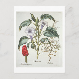 Thorn Apple van de 'Hortus Eystettensis' door Bas Briefkaart