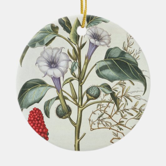 Thorn Apple van de 'Hortus Eystettensis' door Bas Keramisch Ornament (Voorkant)
