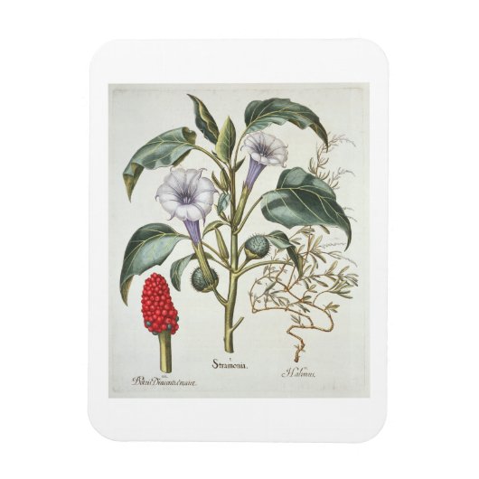 Thorn Apple van de 'Hortus Eystettensis' door Bas Magneet (Verticaal)