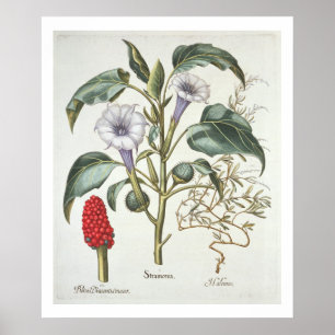Thorn Apple van de 'Hortus Eystettensis' door Bas Poster