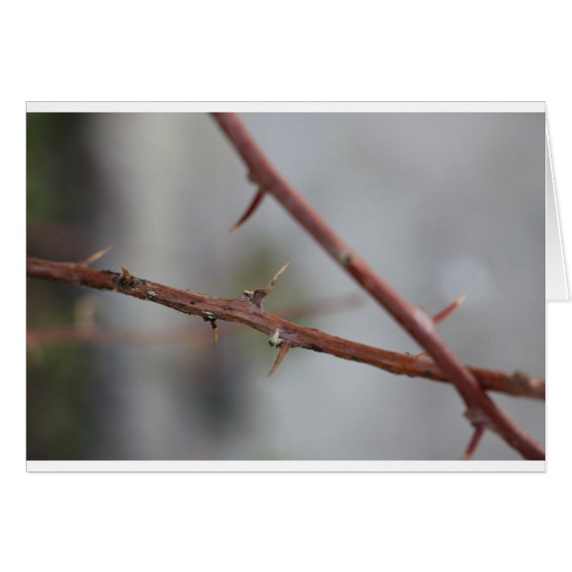 Thorns (Voorkant Horizontaal)