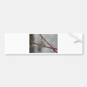 Thorns Bumpersticker