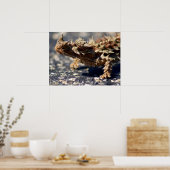 Thorny Devil Lizard Outback Australia, tot 24x18 Poster (Keuken)