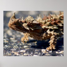 Thorny Devil Lizard Outback Australia, tot 24x18
