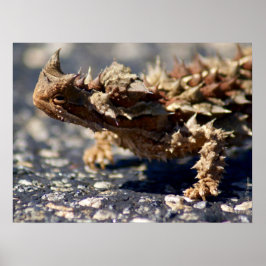 Thorny Devil Lizard Outback Australia, tot 24x18 Poster