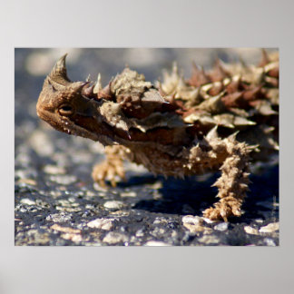 Thorny Devil Lizard Outback Australia, tot 24x18 Poster