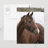 Thoroughbred briefkaart (Voorkant / Achterkant)